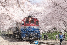 韩国 釜山镇海 赏樱花 包车一日游